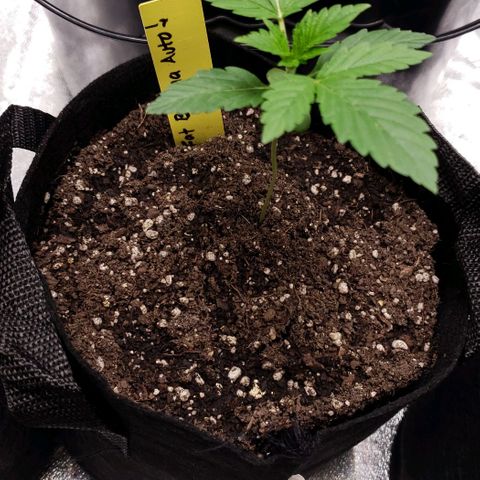 Patacon growlog timeline photo