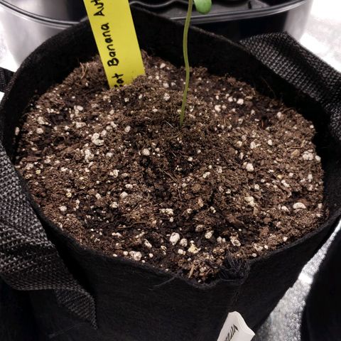 Patacon growlog timeline photo