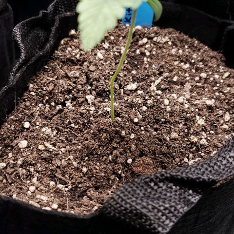 Peyote growlog timeline photo