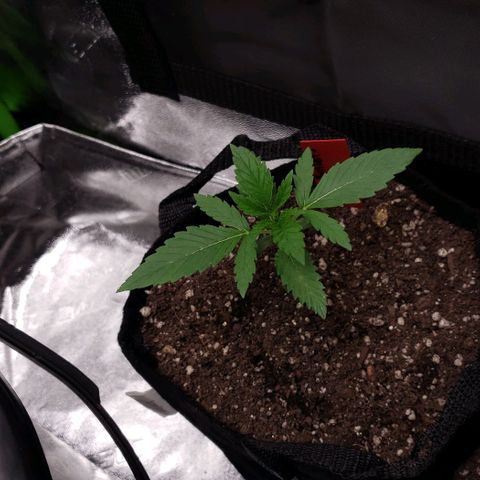 Samarian Sunset growlog timeline photo