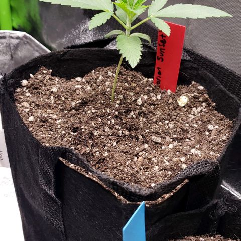 Samarian Sunset growlog timeline photo