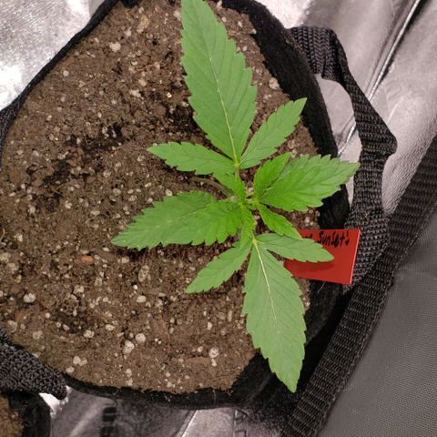 Samarian Sunset growlog timeline photo