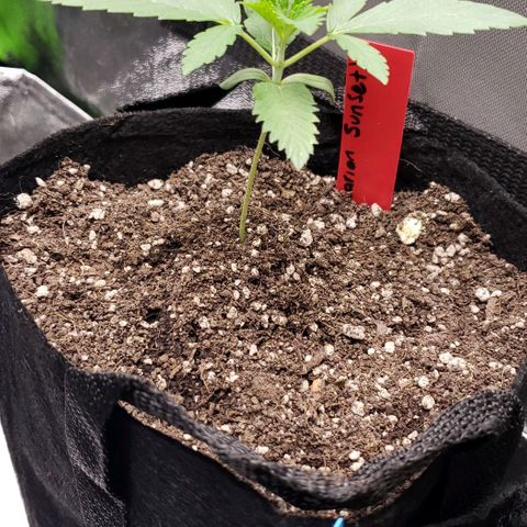 Samarian Sunset growlog timeline photo