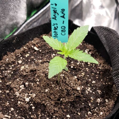 Angelito growlog timeline photo
