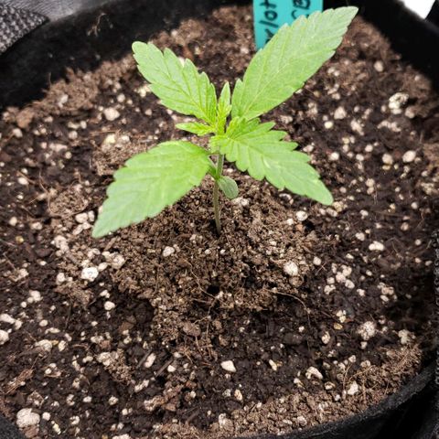Angelito growlog timeline photo