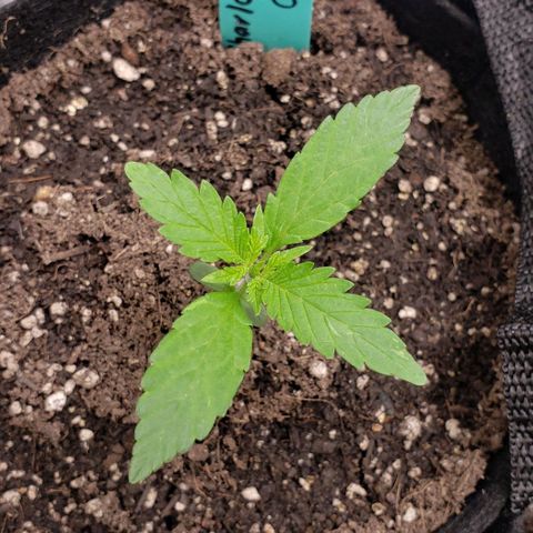 Angelito growlog timeline photo