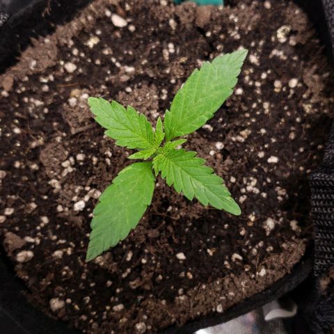 Angelito growlog timeline photo