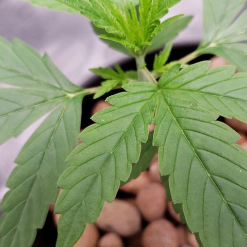 Guineo growlog timeline photo