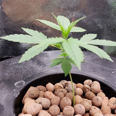 Guineo growlog timeline photo
