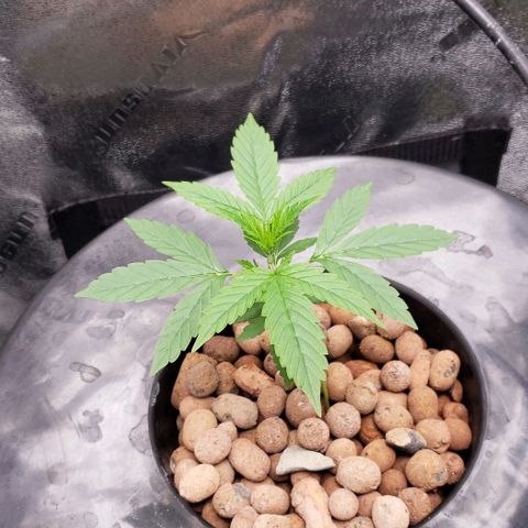 Guineo growlog timeline photo