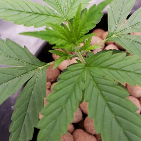 Guineo growlog timeline photo