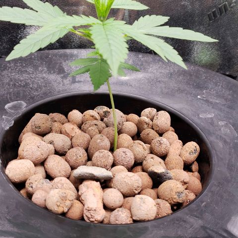 Guineo growlog timeline photo