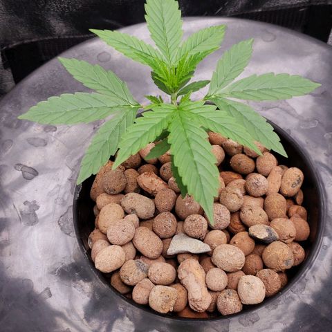 Guineo growlog timeline photo