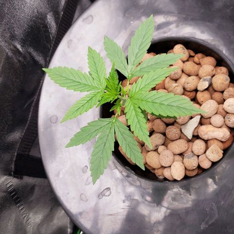 Guineo growlog timeline photo