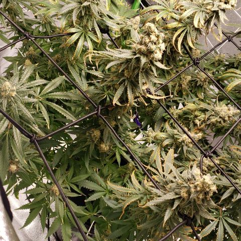 Cookie growlog timeline photo