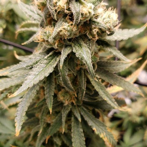 Cookie growlog timeline photo