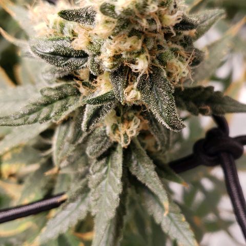 Cookie growlog timeline photo