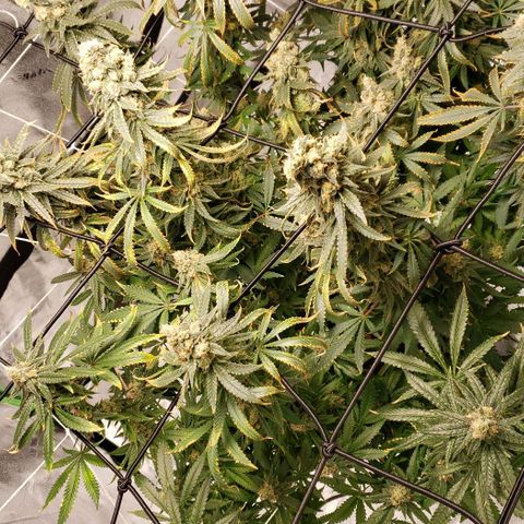Cookie growlog timeline photo