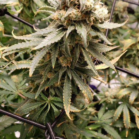 Cookie growlog timeline photo