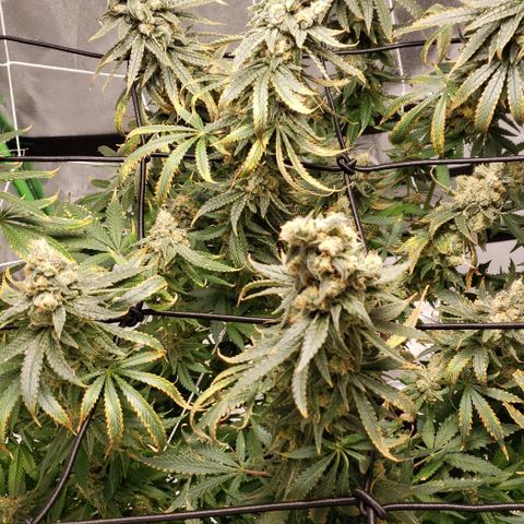 Cookie growlog timeline photo