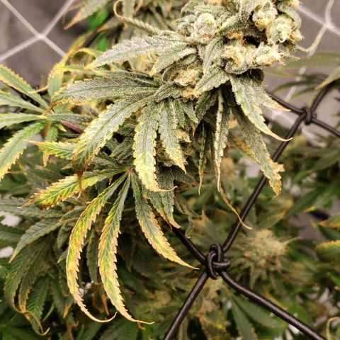 Cookie growlog timeline photo