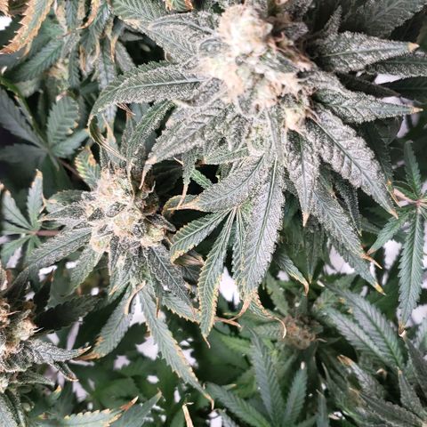 Cookie growlog timeline photo