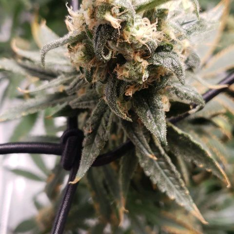 Cookie growlog timeline photo