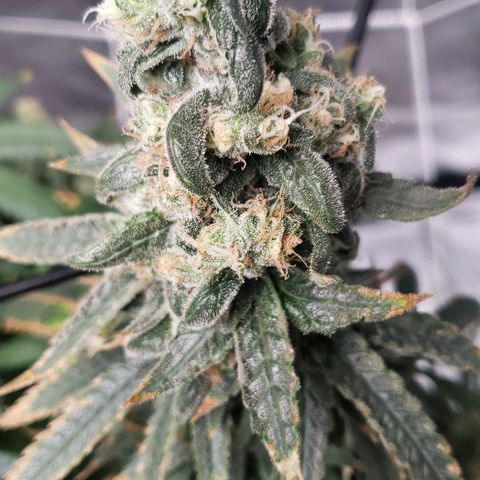 Cookie growlog timeline photo
