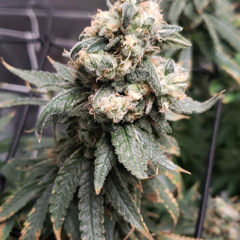 Cookie growlog timeline photo