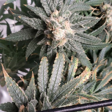 Cookie growlog timeline photo