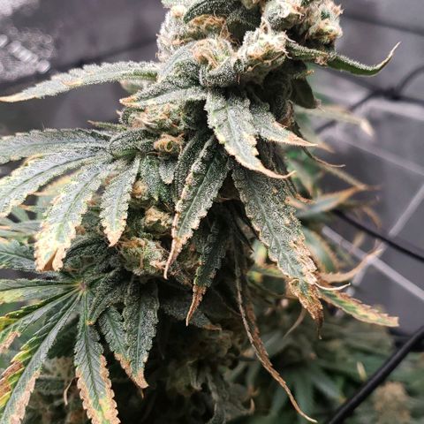 Cookie growlog timeline photo