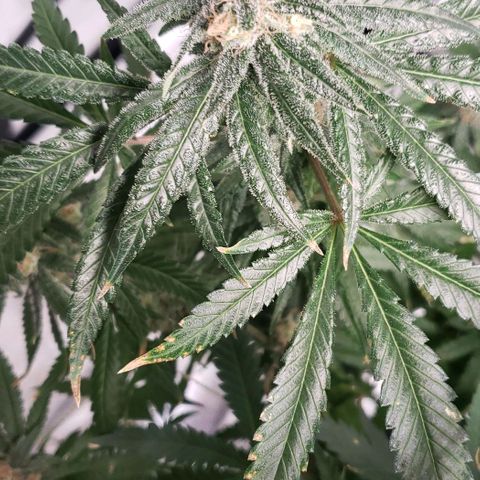 Cookie growlog timeline photo