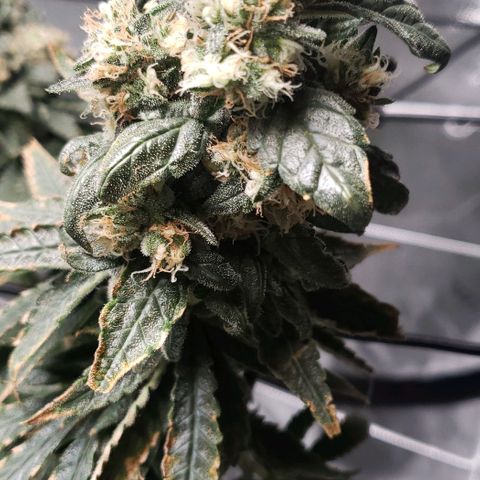 Cookie growlog timeline photo