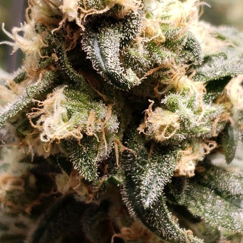 Cookie growlog timeline photo