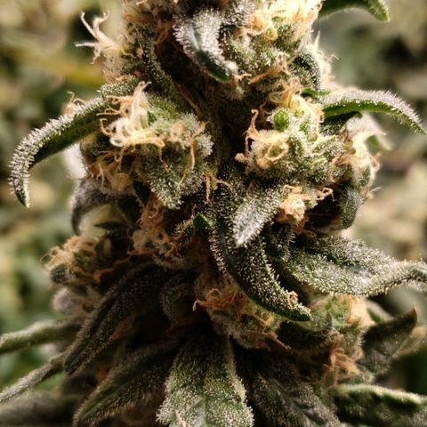 Cookie growlog timeline photo
