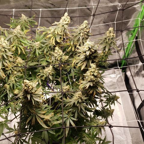 Cookie growlog timeline photo