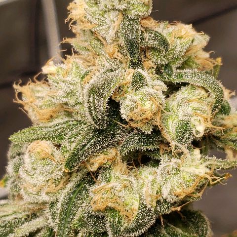 Cookie growlog timeline photo