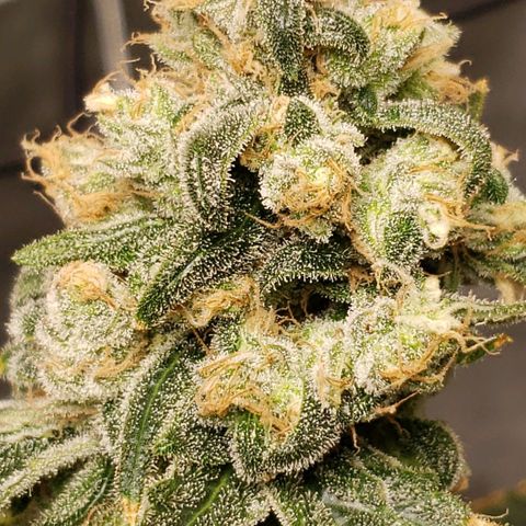 Cookie growlog timeline photo