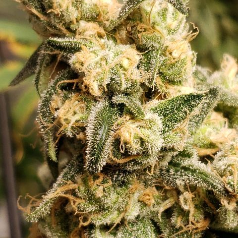 Cookie growlog timeline photo