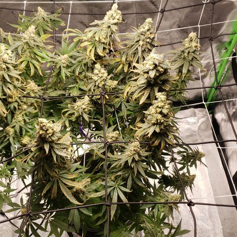 Cookie growlog timeline photo