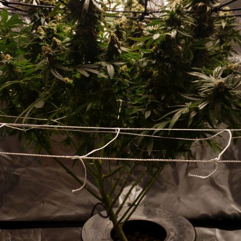 Cookie growlog timeline photo