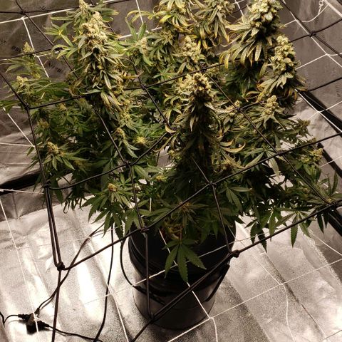 Cookie growlog timeline photo