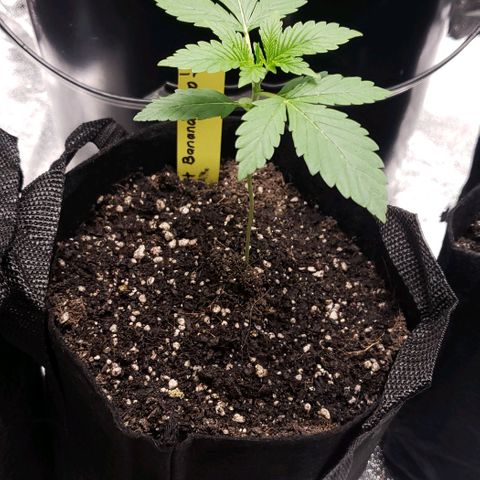 Patacon growlog timeline photo