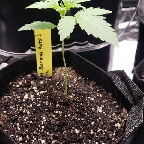 Patacon growlog timeline photo