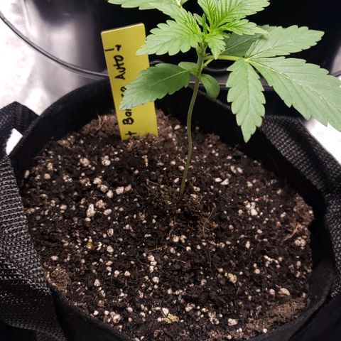 Patacon growlog timeline photo