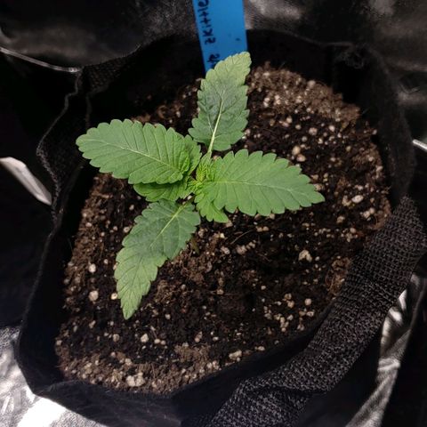 Peyote growlog timeline photo