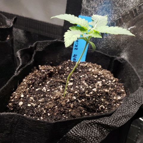 Peyote growlog timeline photo