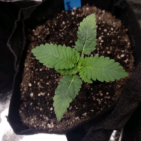 Peyote growlog timeline photo