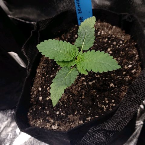 Peyote growlog timeline photo
