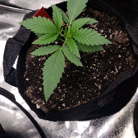 Samarian Sunset growlog timeline photo